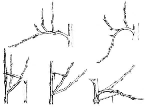 Применение подвязок и распорок Саженец с горизонтально отогнутыми ветками - фото 39