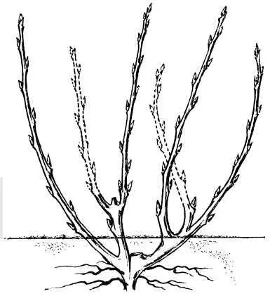 Начальная формировка куста черной смородины В последующем ежегодно выбирают - фото 125