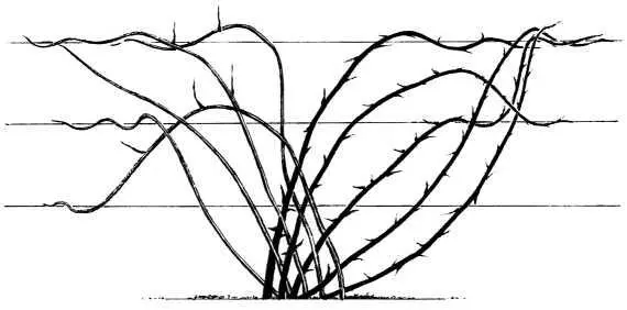 Ежевика на шпалере Обрезка и формирование ежевики Ежевику удобно формировать - фото 139