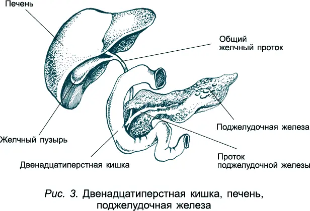 Когда рассматриваешь изогнутый петлями тонкий кишечник длина которого - фото 4