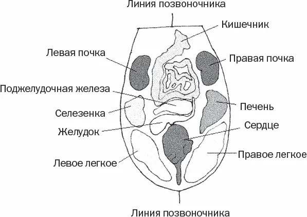 Рис 49Зоны подобия на языке Берем зеркало не вставая с постели и высовываем - фото 124