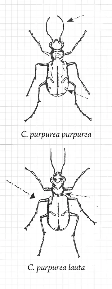 Определение подвидов орегонского жукаскакуна Cicindela purpurea Из блокнота - фото 58