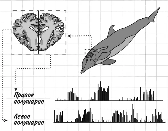 Однополушарный медленный сон у бутылконосого дельфина Из блокнота З38 Спать - фото 129