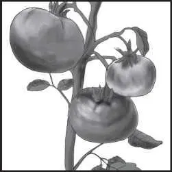 Столбур плодов томатов Столбур баклажанов бывает 2 форм желтый и зеленый В - фото 177