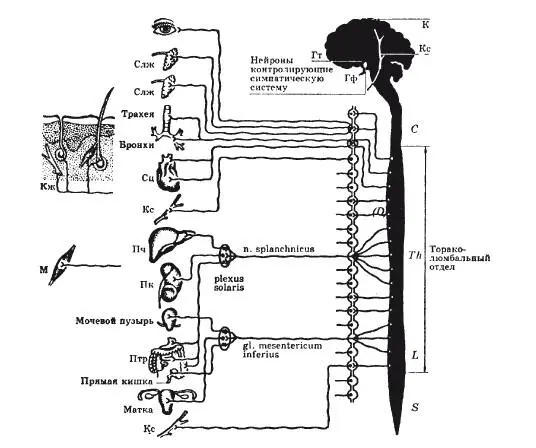 б Рис 2 Вегетативная нервная система общий план строения а - фото 3