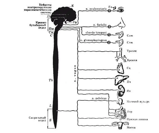 Рис 2 Вегетативная нервная система общий план строения а симпатическая - фото 4