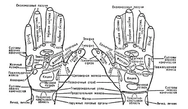 Рис 20 Проекции органов и участков тела на ладонную поверхность Рис 21 - фото 36