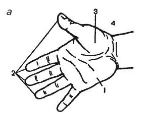Рис 27 Ладонная а и тыльная б поверхности кисти 1 возвышение V пальца 2 - фото 48