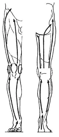 Рис 59 Направление основных массажных движений на нижних конечностях Массаж - фото 87