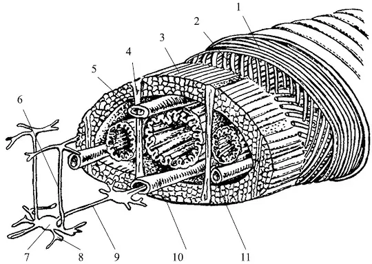 Рис 1 Схема строения мышечной нервной и сосудистой систем Hirudo medicinalis - фото 4