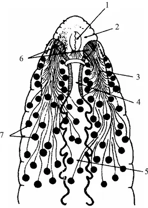 Рис 3 Схема расположения слюнных желез Hirudo medicinalis по Damas 1974 - фото 6