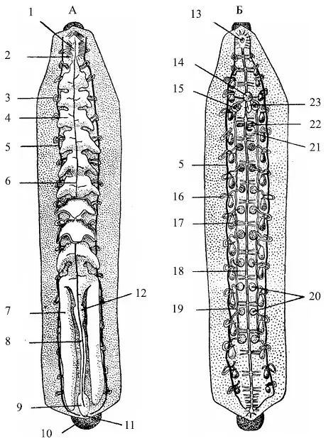 Рис 4 Анатомия Hirudo medicinalis по Гатчек и Кори А пищеварительная и - фото 7