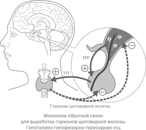 Есть группа антител щитовидной железы уровень которых обычно не измеряется но - фото 2