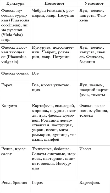 Влияние ароматических трав на рост и развитие растений - фото 13