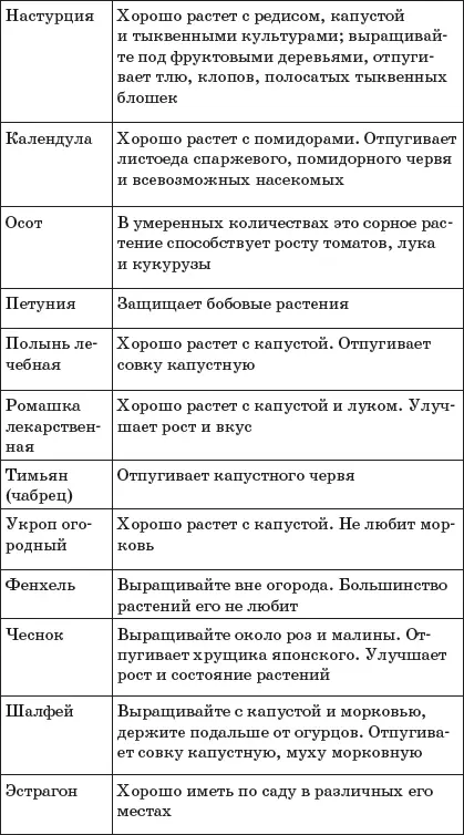 Схемы совместного выращивания овощей на одной грядке Брокколи и морковь Рис - фото 17