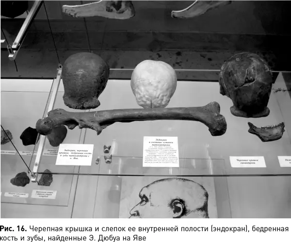 Дюбуа вслед за Геккелем считал что современный человек зародился в - фото 42