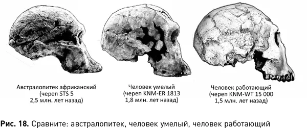Логично что по объему мозга все эволюционно смежные виды гоминид - фото 49