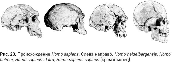 Возникли ли кроманьонцы из ниоткуда Велик ли разрыв между ними и ископаемыми - фото 59