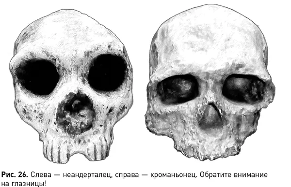 В ходе эволюции как считают исследователи глаза неандертальцев увеличились - фото 65