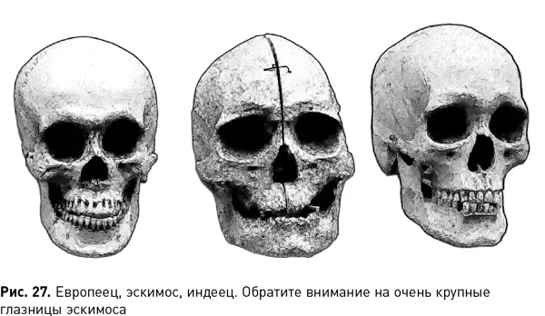 Да и неандертальцы тянут на жителей субарктических широт только если изучать - фото 66