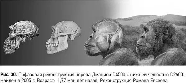 Мифы об эволюции человека - фото 71