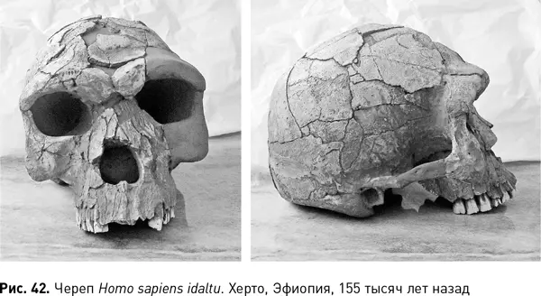Гораздо более поздний череп из Хофмейера Южная Африка 36 200 лет назад - фото 97