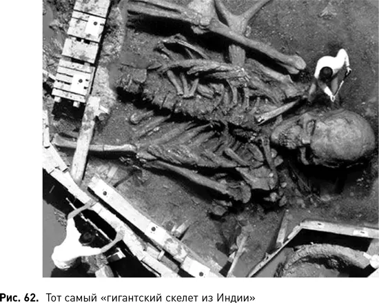 3 Мегантропы и гигантопитеки давно нашли свое место на эволюционном древе но - фото 142