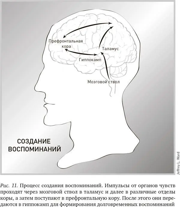 Чтобы заложить эту информацию на более длительное хранение она должна пройти - фото 12