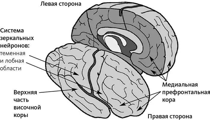 Резонансная система Резонансная система включает связанные зеркальные нейроны - фото 5