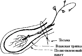 Рис 2 Саженец подготовленный для хранения и транспортировки Приобретенный - фото 7