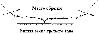 Рис 19 Формирование рукавов кордона Рис 20 Плодоносящий куст кордона - фото 26