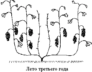 Рис 21 Виноградный куст после удаления отплодоносившей лозы Рис 22 - фото 28
