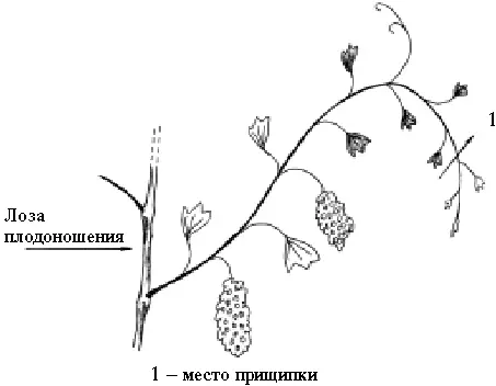 Рис 26 Прищипка ростка д Удаление корнейросянок Наращивание корневой - фото 34