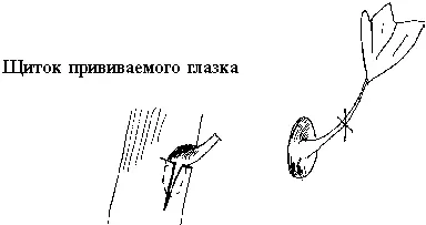 Рис 40 Наверное приживаемость в средней полосе и особенно на Урале будет - фото 51