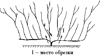 Рис 48 Исправление запущенного куста короткорукавной схемы Рис 49 - фото 59