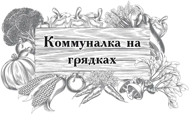 Совмещенные посевы Что с чем сажать Грядки следует засаживать плотно не - фото 37