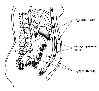 Рис 1 Диеты и колебания веса не только приводят к накоплению внутреннего - фото 3