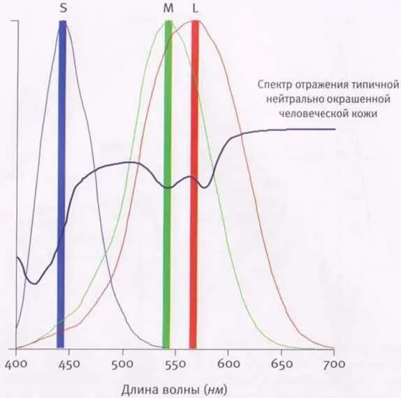 Рис 14 Чувствительность колбочек имеющихся у нас трех типов S М и L к - фото 14