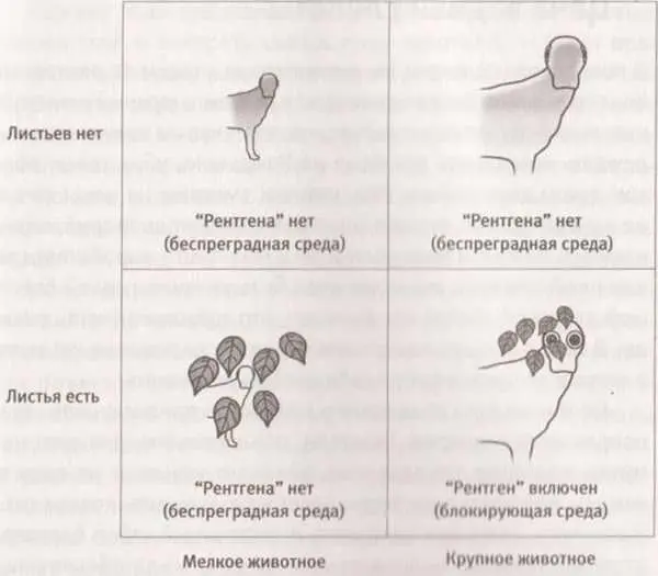 Рис 16 Комплект из двух глаз приобретает рентгеновские способности только - фото 35