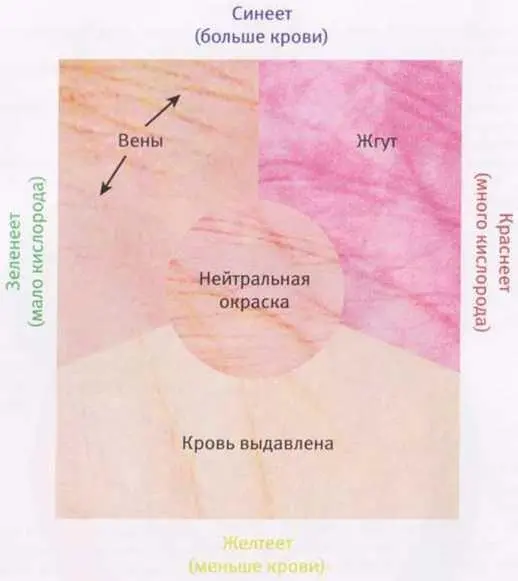 Рис 6 При наложении жгута происходит накопление крови относительно богатой - фото 6