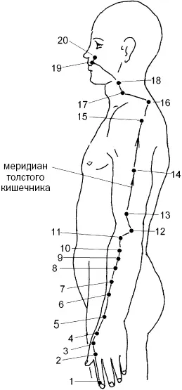 Рис 24 Затем меридиан поднимается вверх к шейным позвонкам и переходит вперед - фото 68