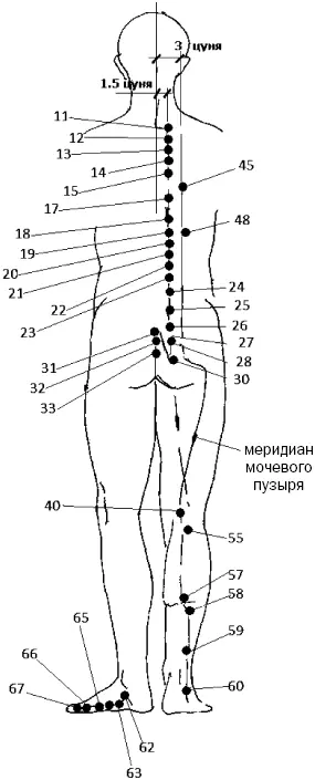 Рис 29 в Активные точки меридиана мочевого пузыря Меридиан мочевого пузыря - фото 77