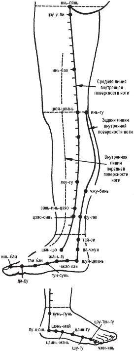 Рис 11 Линии и топография точек на внутренней поверхности ноги Рис 12 - фото 11