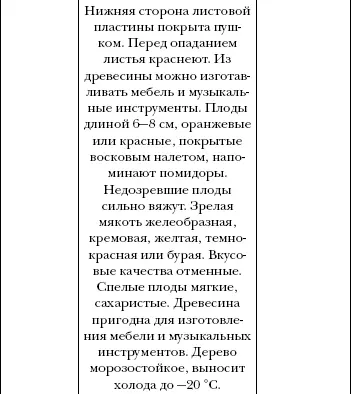 Плоды кизила богаты витаминами С и Р глюкозой и фруктозой яблочной - фото 71