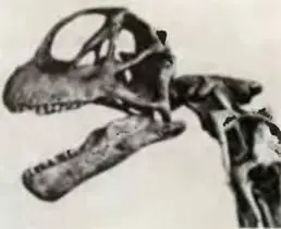 И ПОРАЗМЫСЛИВ НАД ИДЕЕЙ УПОДОБЛЕНИЯ сверхдлинного хвоста пастушескому бичу - фото 45