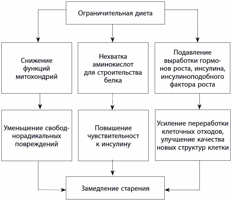 Рис 15 Механизмы замедления старения под влиянием ограничительной диеты - фото 21