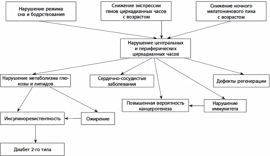 Рис 21 Нарушение циркадных ритмов и старение Есть не только суточные но и - фото 48