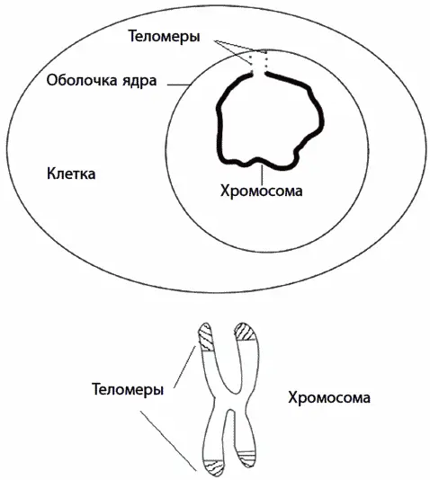 Рис 22 Теломеры на концах хромосом в покоящемся ядре клетки вверху и на - фото 49