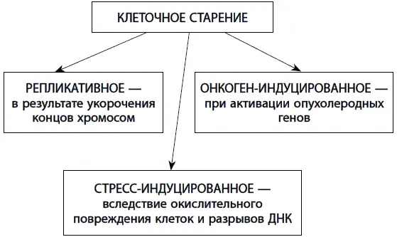 Рис 23 Типы клеточного старения Одна из причин по которой клеточное старение - фото 52