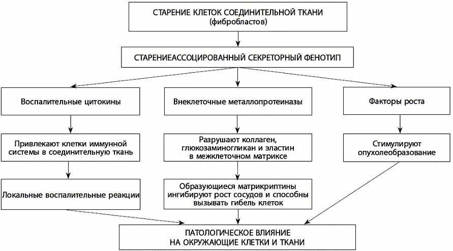 Рис 24 Роль старениезависимого секреторного фенотипа в патологических - фото 53